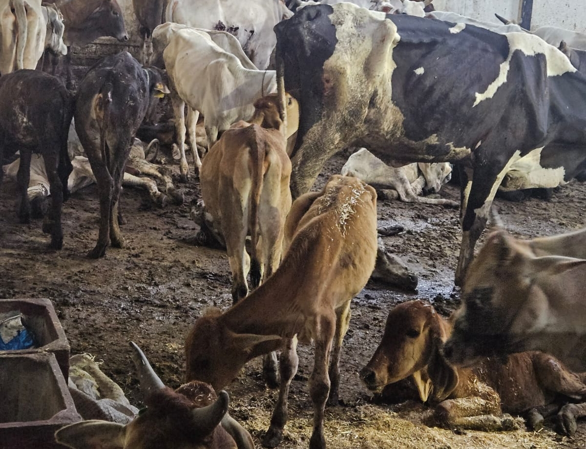 बदहाल जयनगर गौशाला पर कार्रवाई: 34 गोवंशों को मिली नई जिंदगी, नालागढ़ गौशाला में किया गया शिफ्ट