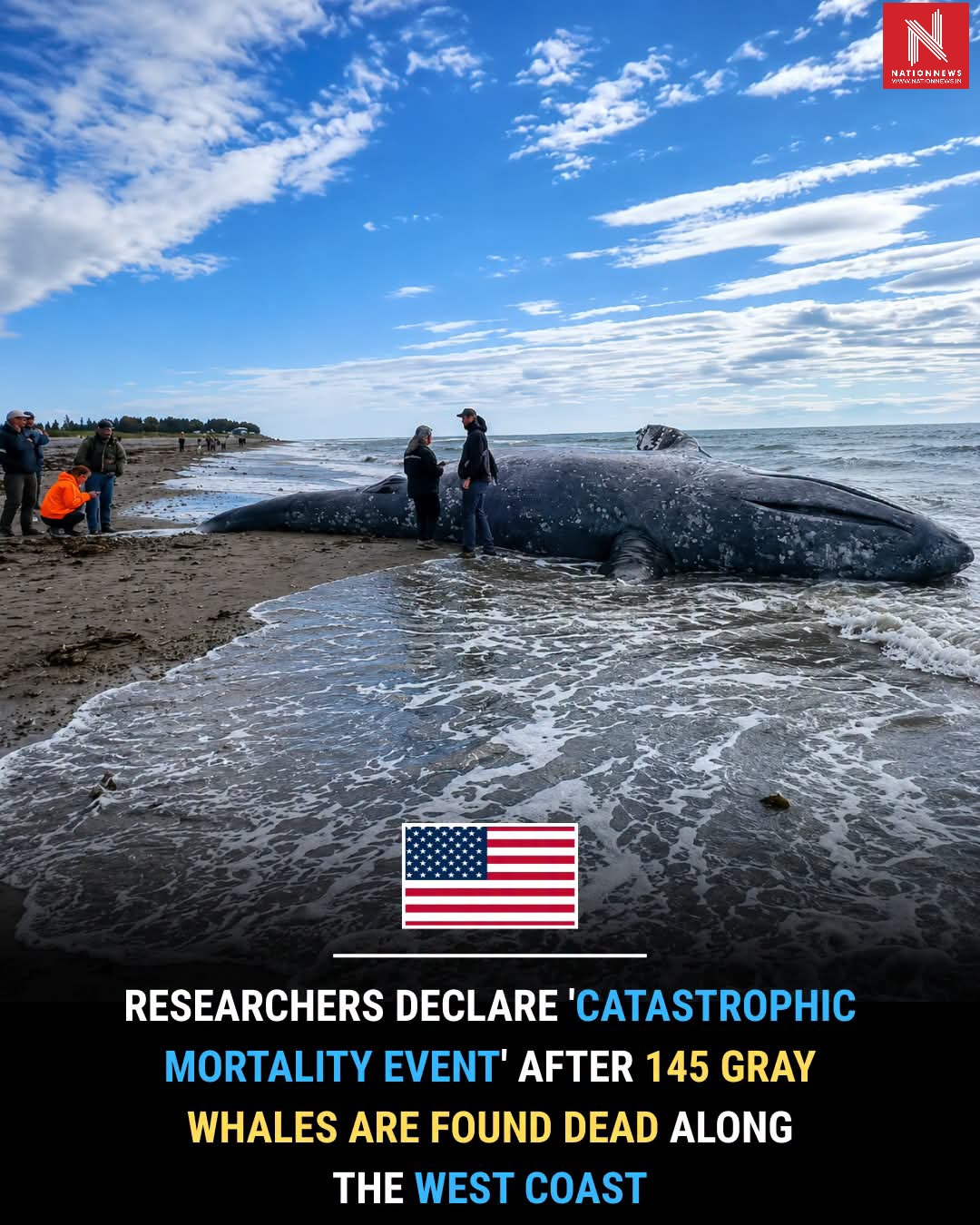 Ocean in Crisis? 🌊 Thousands of Gray Whales Feared Dead as Population Plunges by Nearly 40%