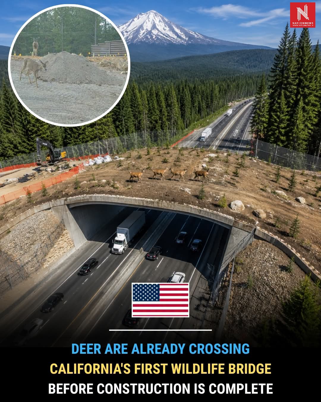 Before the Grand Opening, Wildlife Already Took Over! 🦌 California’s $20 Million Animal Bridge Scores Its First Success
